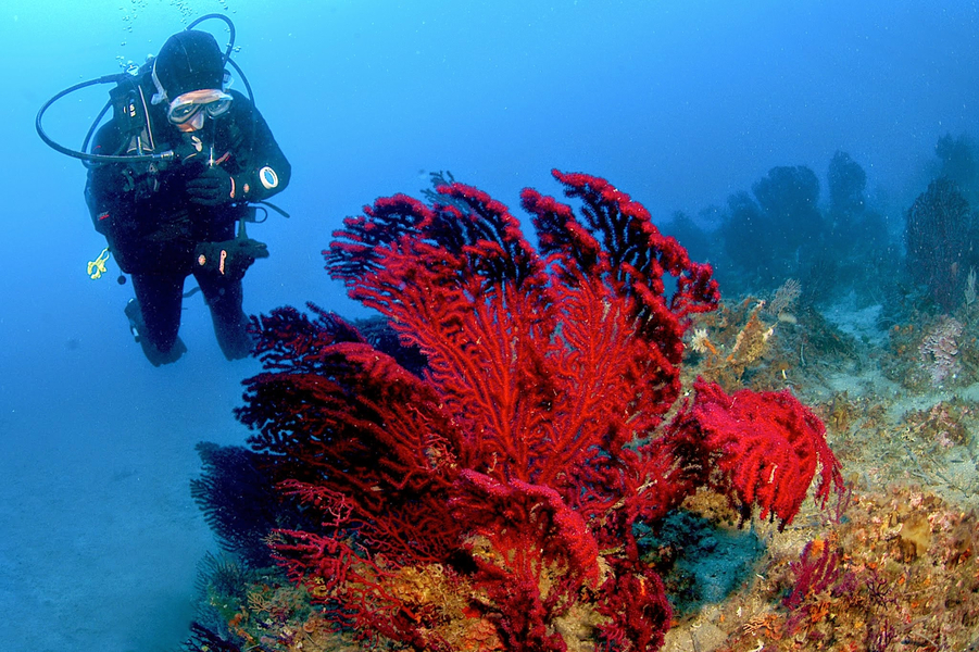 Cover photo of SPIRO SUB DIVING ELBA - Volki Kammerer